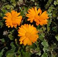 3 Calendula.jpg